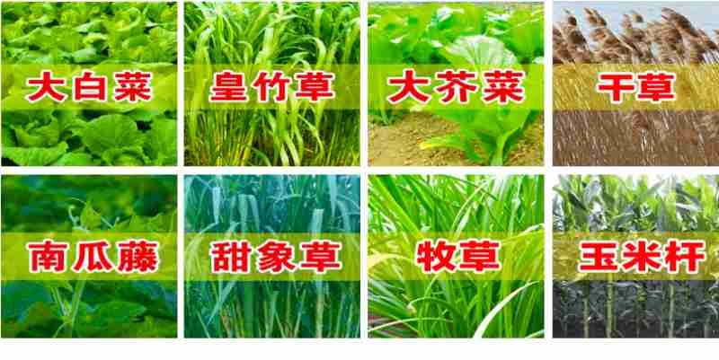 工人正在玉溪曙禾花卉有限公司的种植大棚里管护百合。曾永洪 摄(资料图)